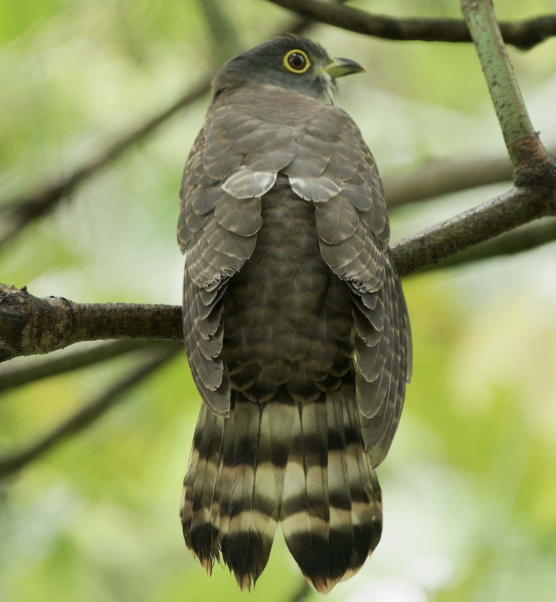 Hodgson's Hawk-Cuckoo - ML507064871