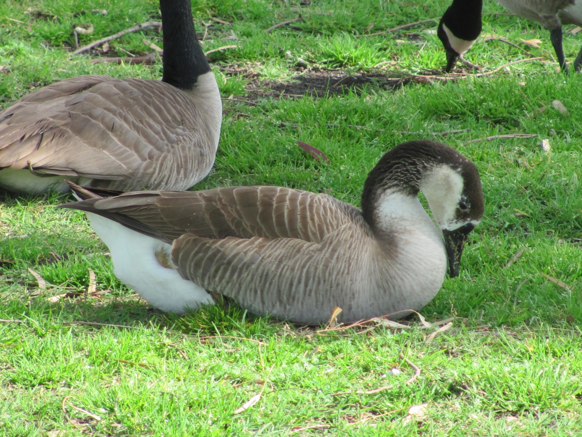 Domestic goose sp. x Canada Goose (hybrid) - ML50706501