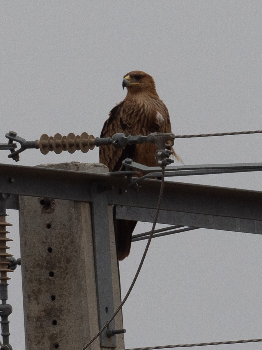 Iberienadler - ML507065981