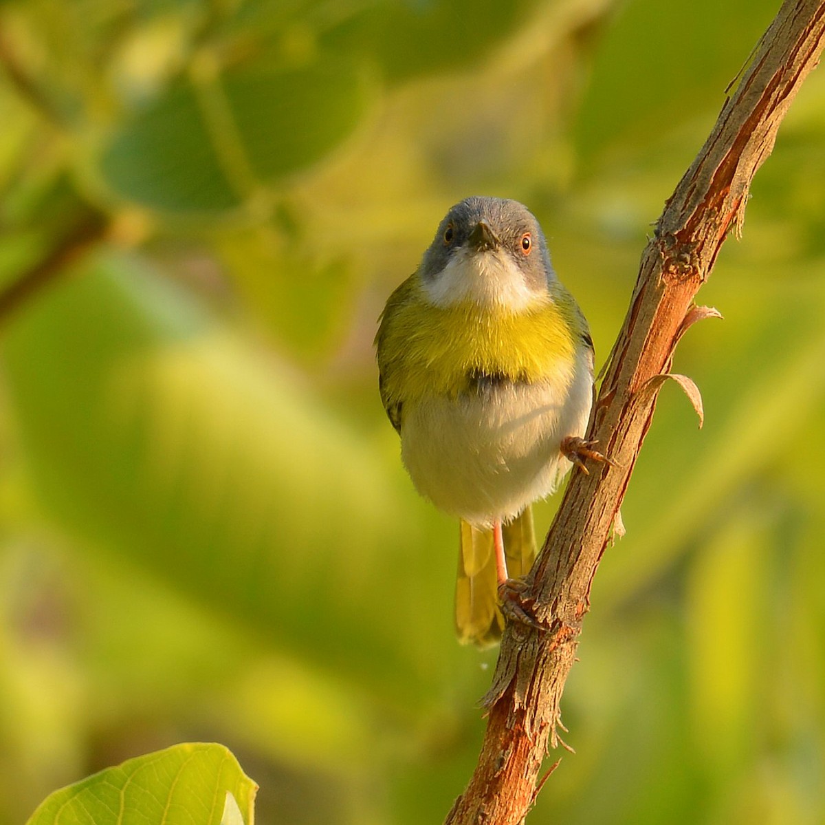 Apalis à gorge jaune - ML507066251