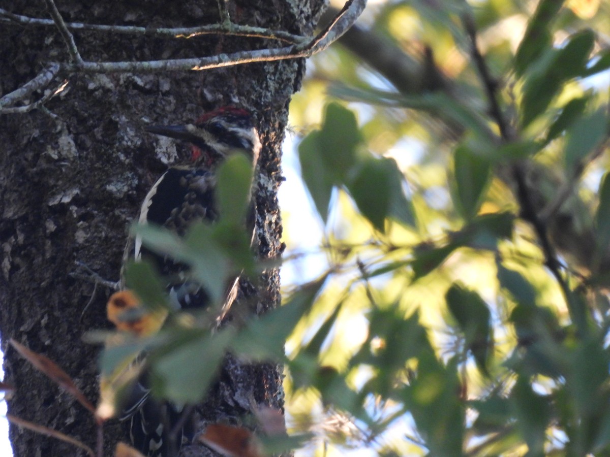 Yellow-bellied Sapsucker - ML507066301