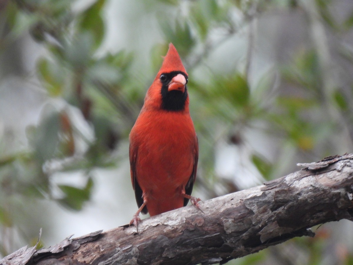 Northern Cardinal - ML507066381