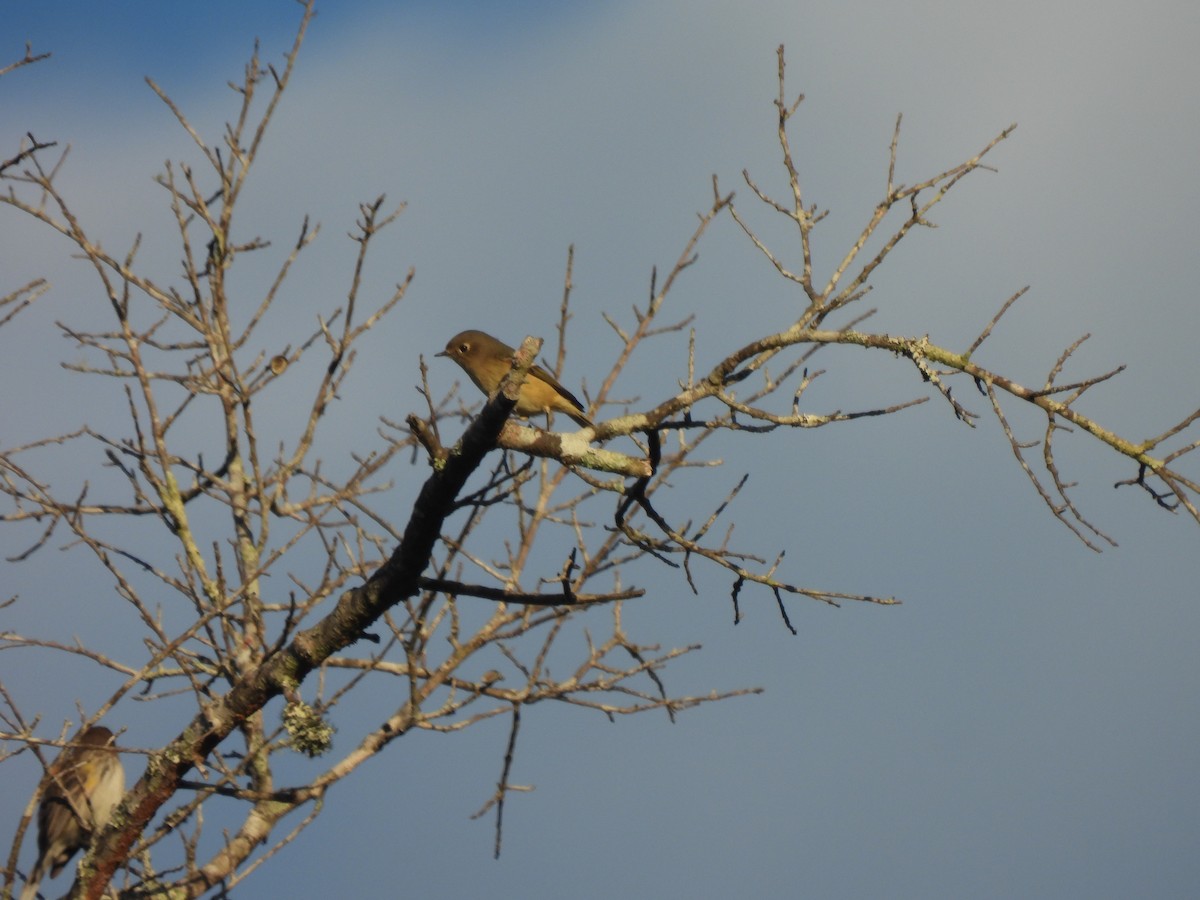 Roitelet à couronne rubis - ML507066621