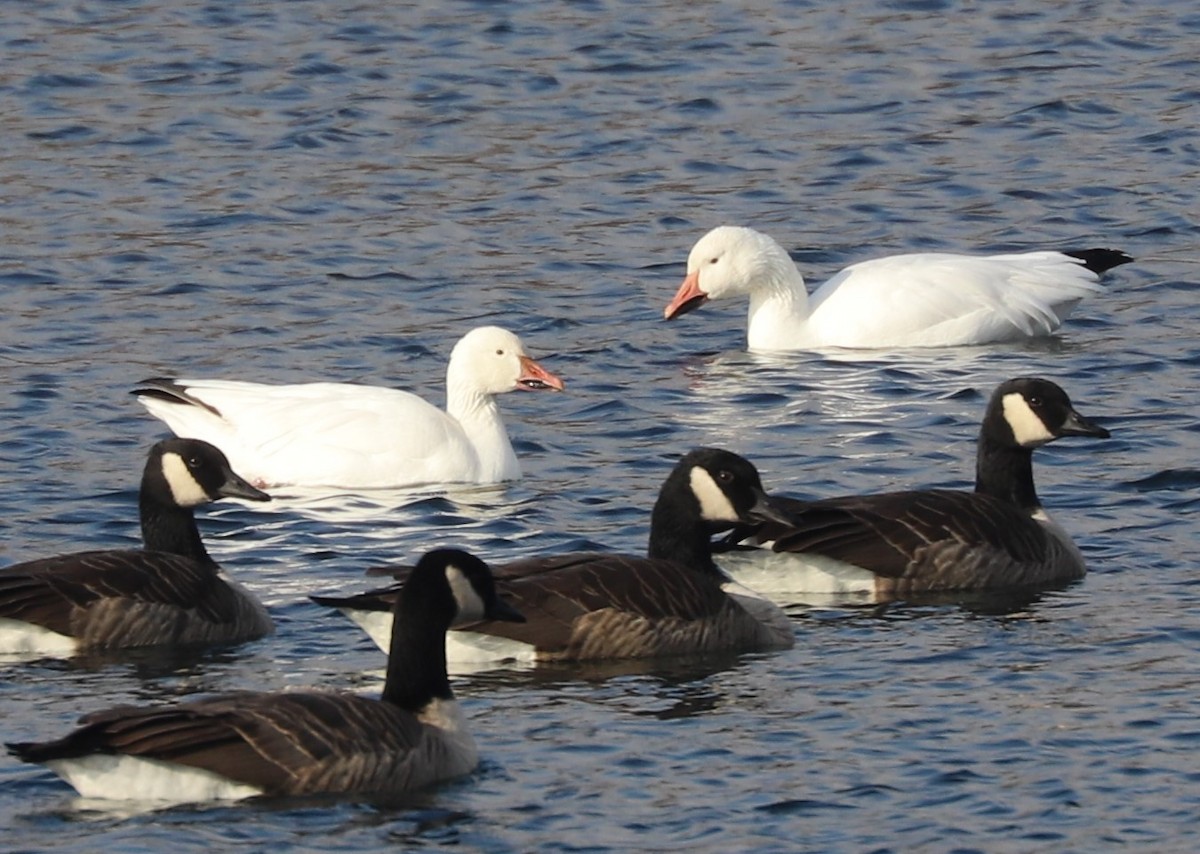 snøgås - ML507068341