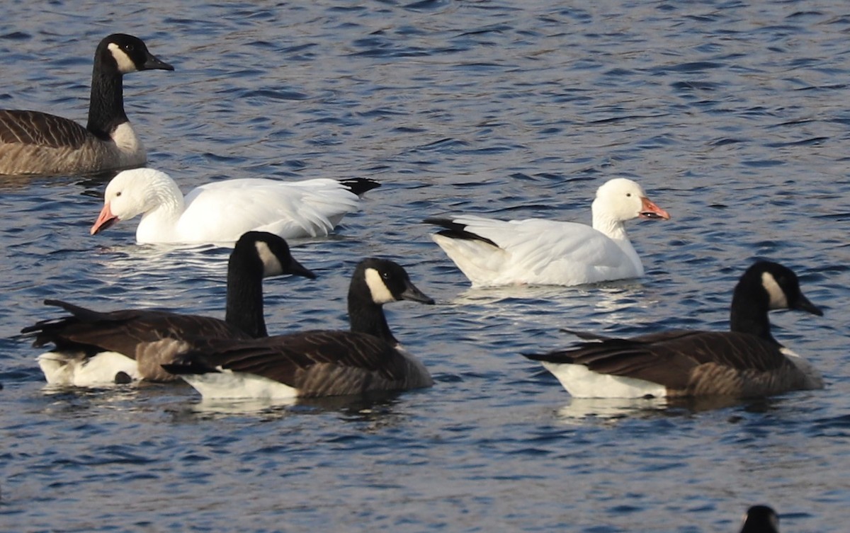 snøgås - ML507068361