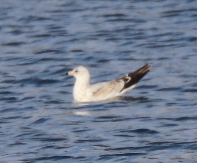 ringnebbmåke - ML507068451