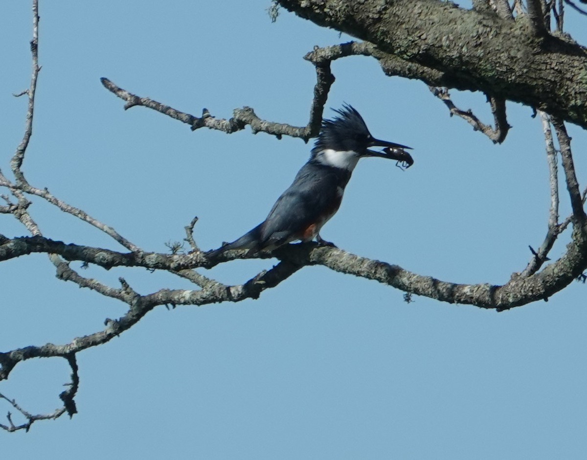 Belted Kingfisher - ML507069121