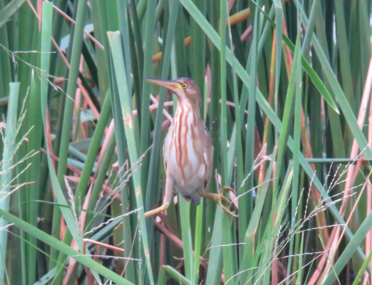 Yellow Bittern - ML507069541