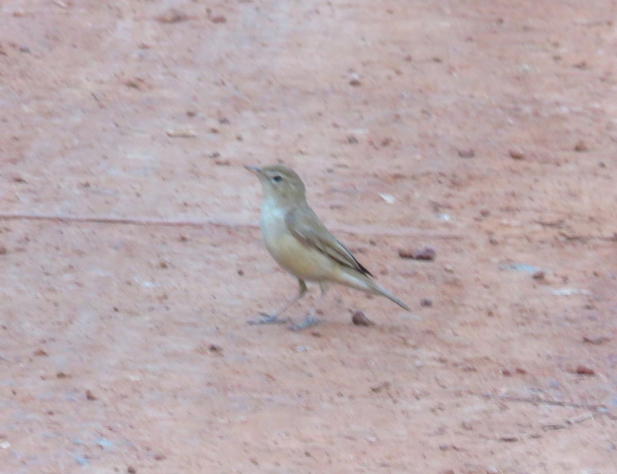 Booted Warbler - ML507069611