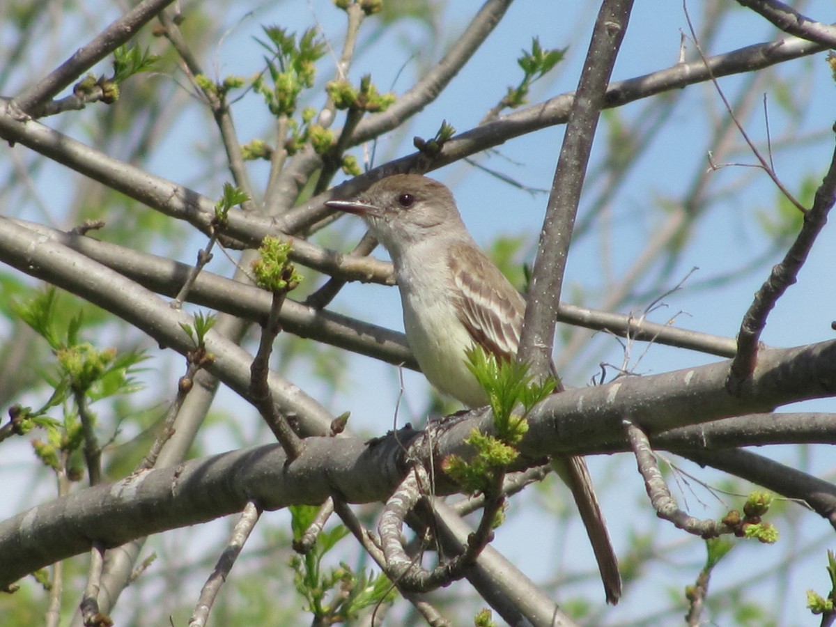 Ash-throated Flycatcher - ML50707031