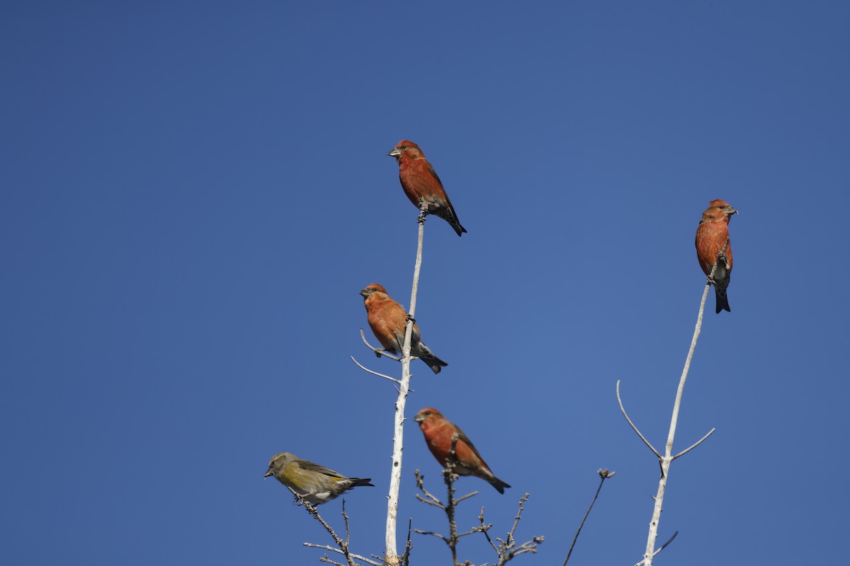 Red Crossbill (Ponderosa Pine or type 2) - ML507070531