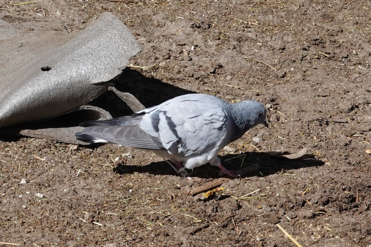 Pigeon des rochers - ML507070641