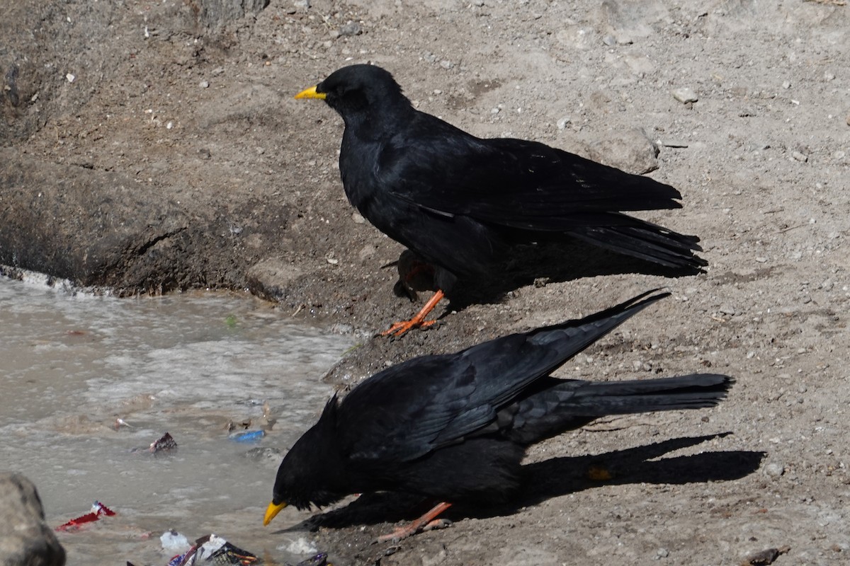 Yellow-billed Chough - ML507070671