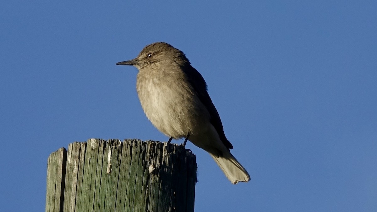 Black-billed Shrike-Tyrant - ML507070761