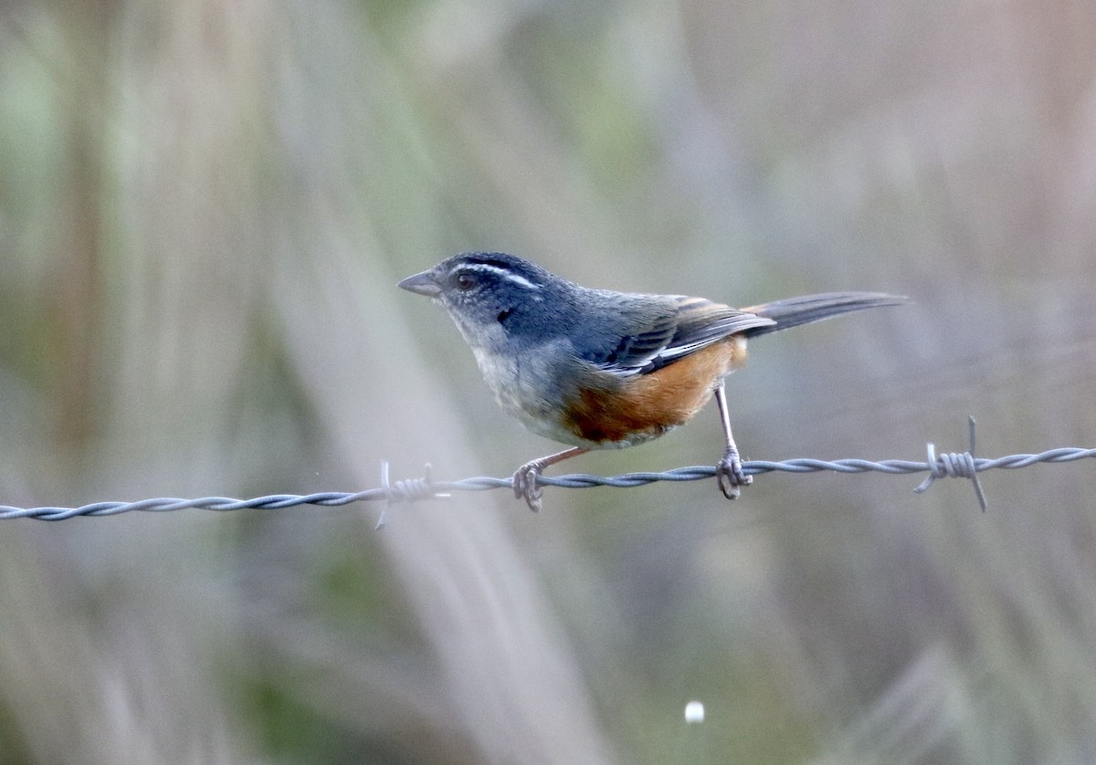 Gray-throated Warbling Finch - ML507071411