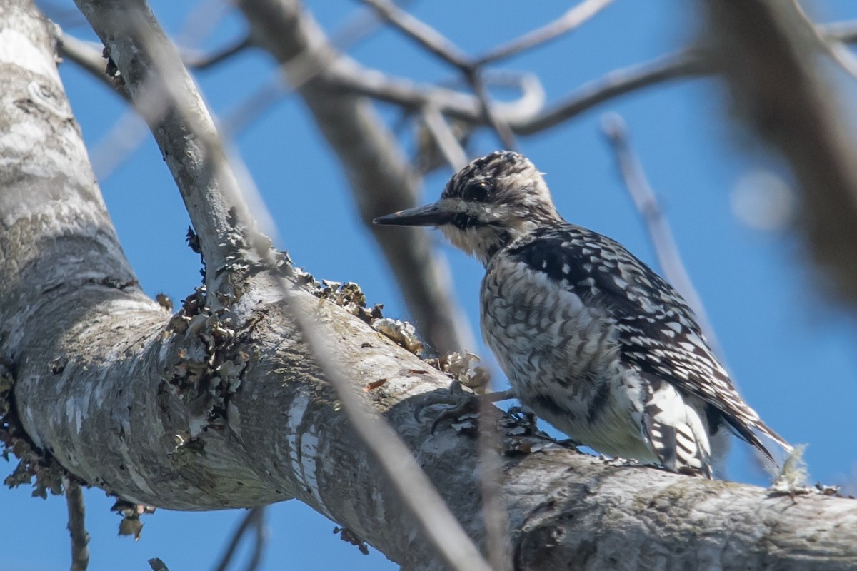 Yellow-bellied Sapsucker - ML50707271