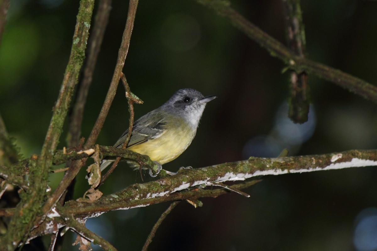 Plain Antvireo - ML507073041