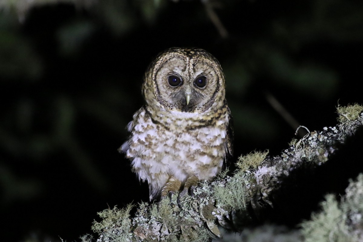 Rusty-barred Owl - ML507073341