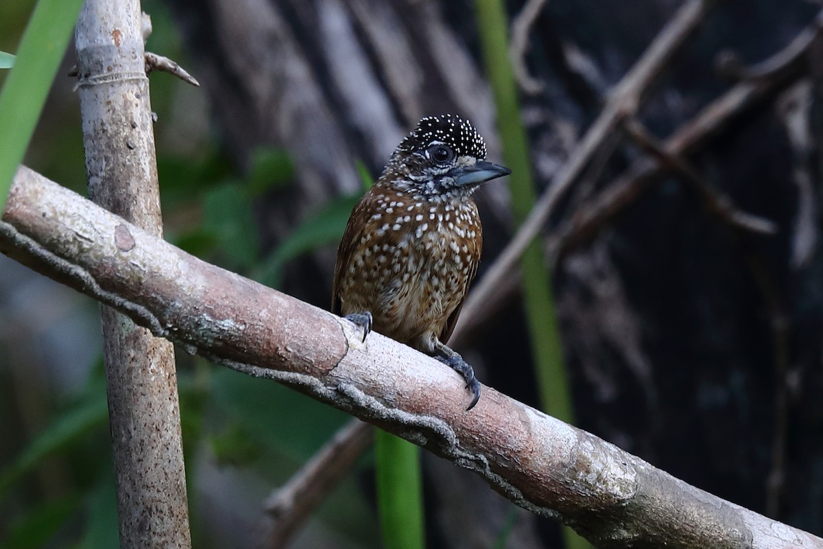Spotted Piculet - ML507075371