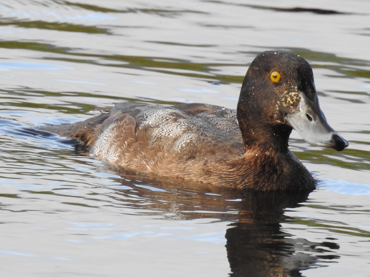 Greater Scaup - ML507075721