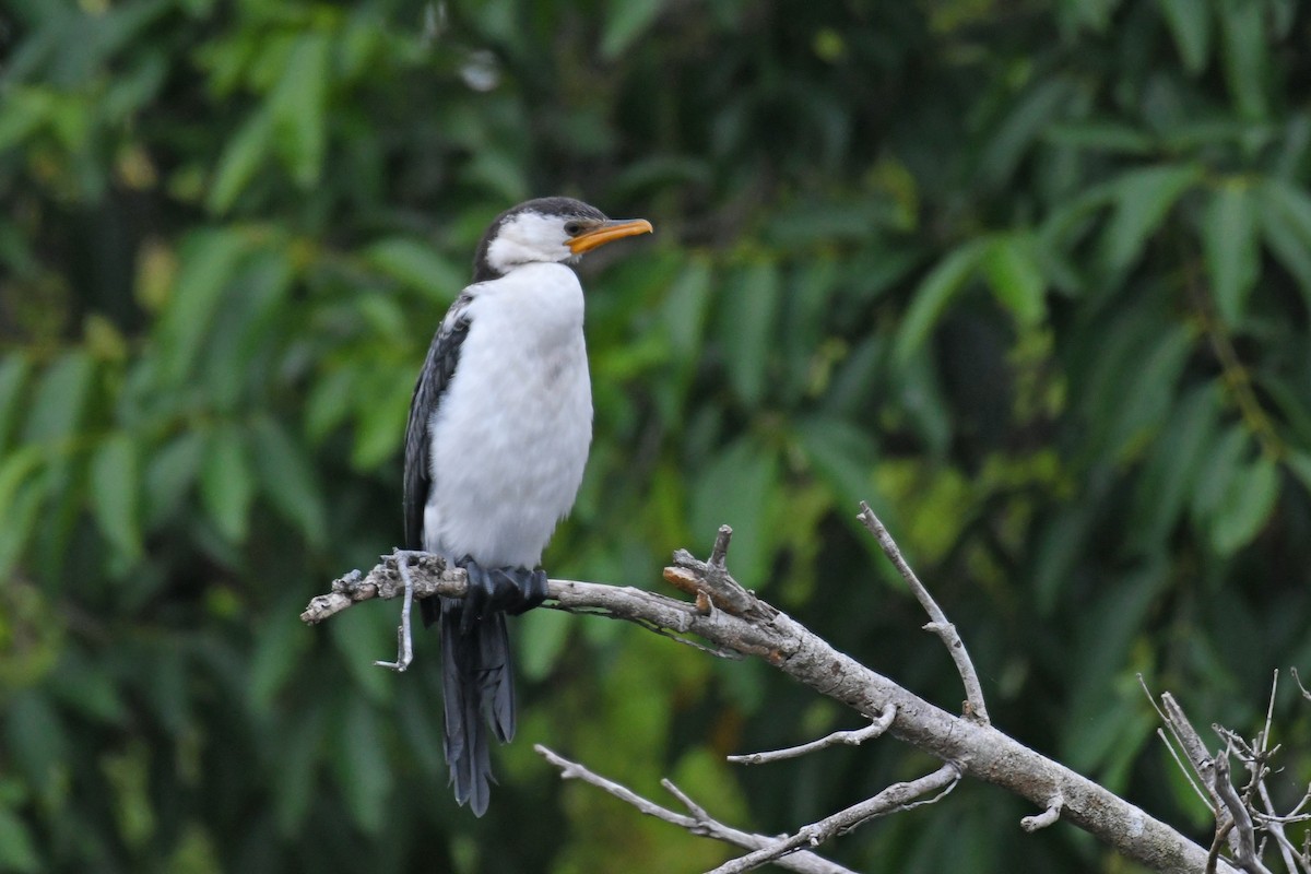 Little Pied Cormorant - ML507075821