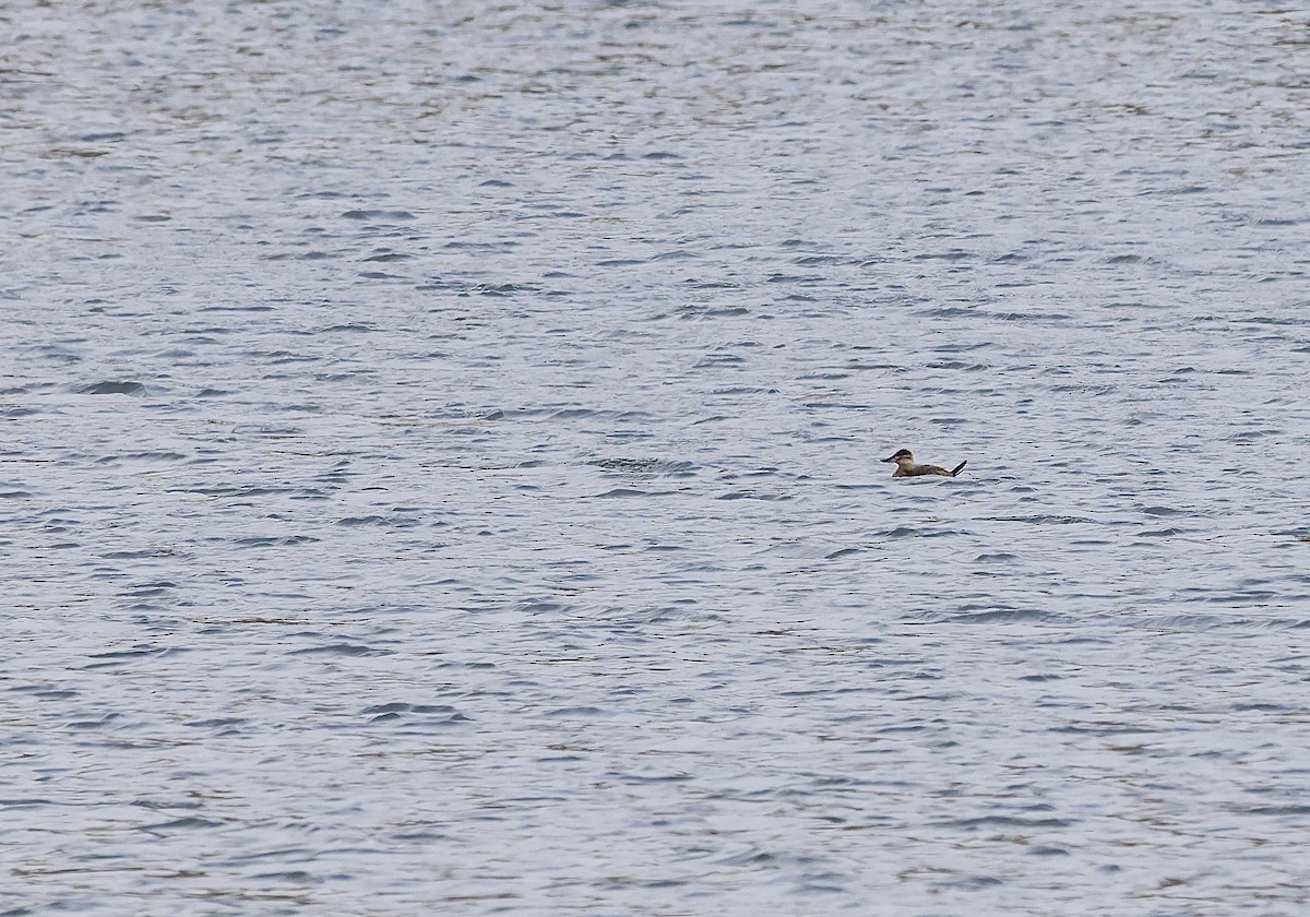 Ruddy Duck - ML507075951