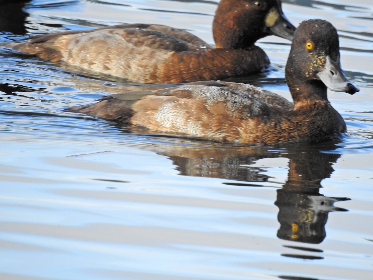 Greater Scaup - ML507076091