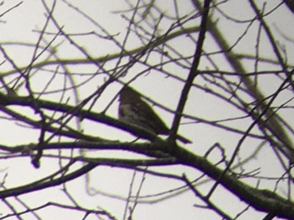 Fox Sparrow - ML507076101