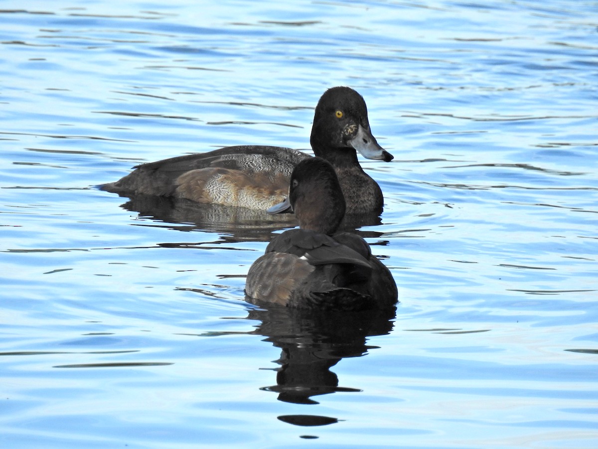 Greater Scaup - ML507076231
