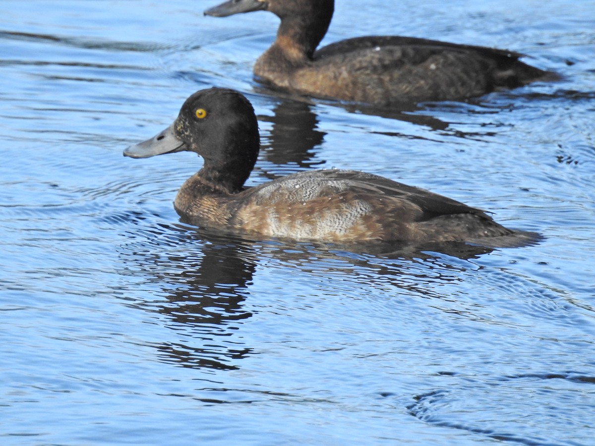 Greater Scaup - ML507076321