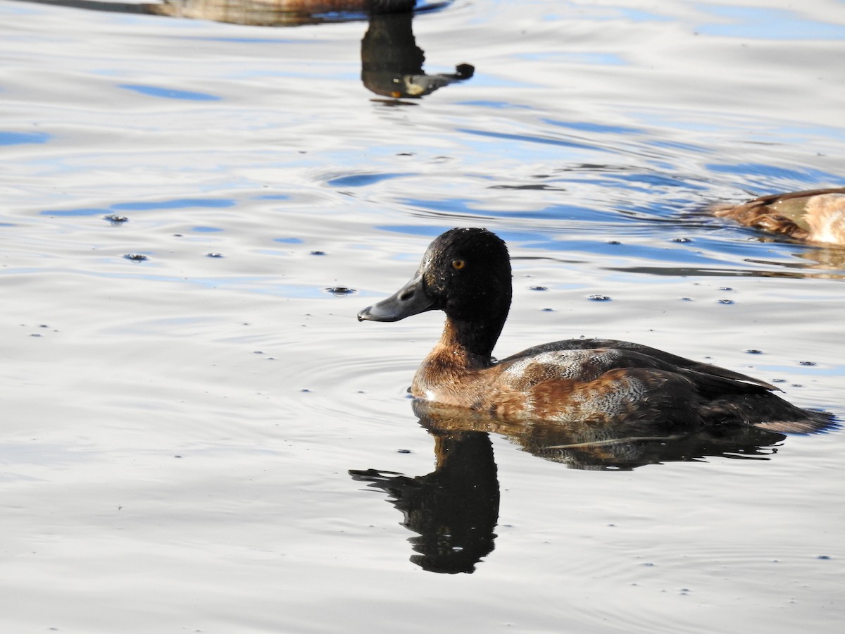 Greater Scaup - ML507076621