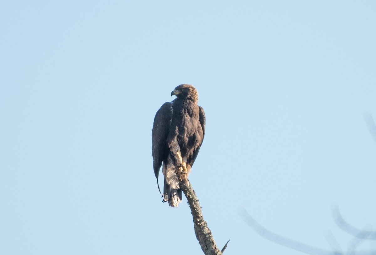 Golden Eagle - ML507076661