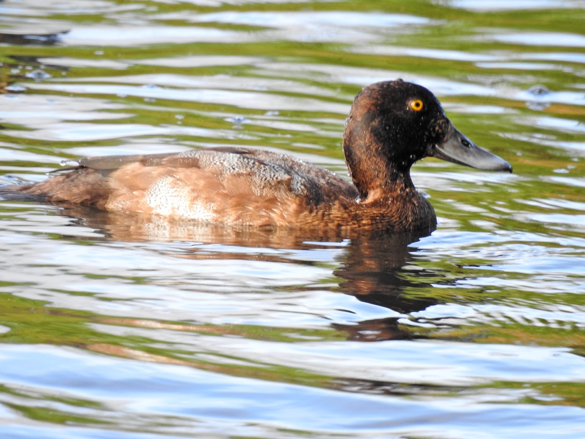 Greater Scaup - ML507076921