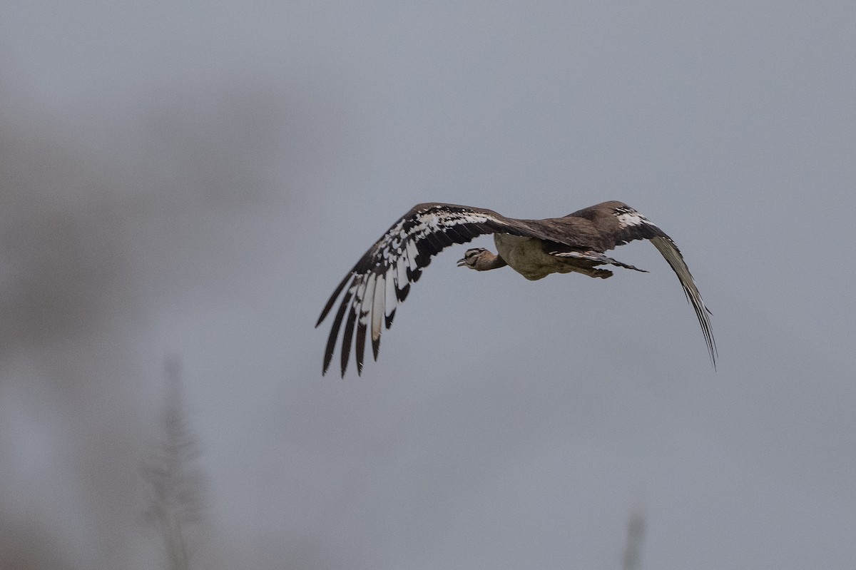 Denham's Bustard - ML507076931