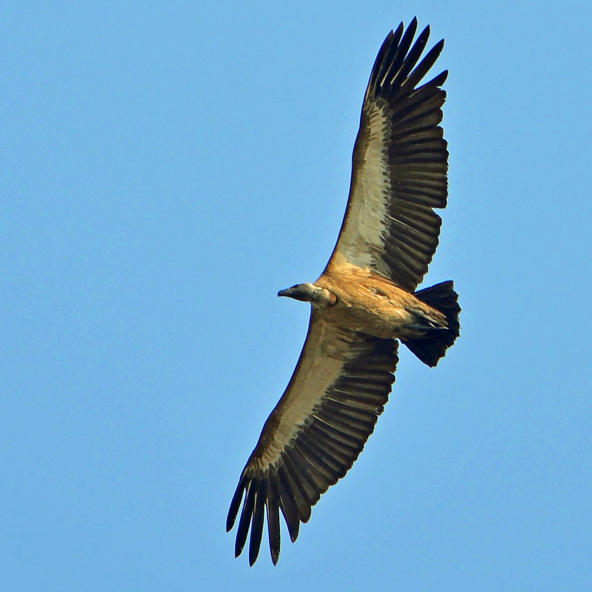 White-backed Vulture - ML507076961