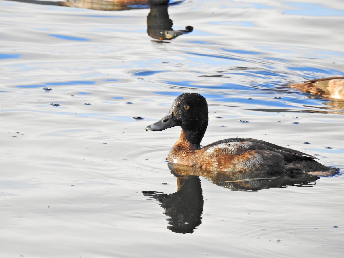 Greater Scaup - ML507076971