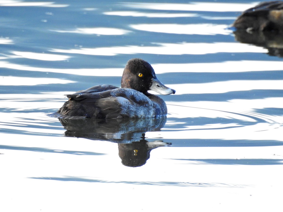 Greater Scaup - ML507077211