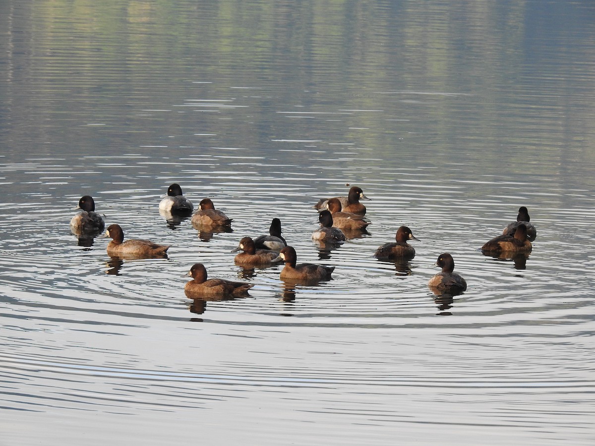 Greater Scaup - ML507077561