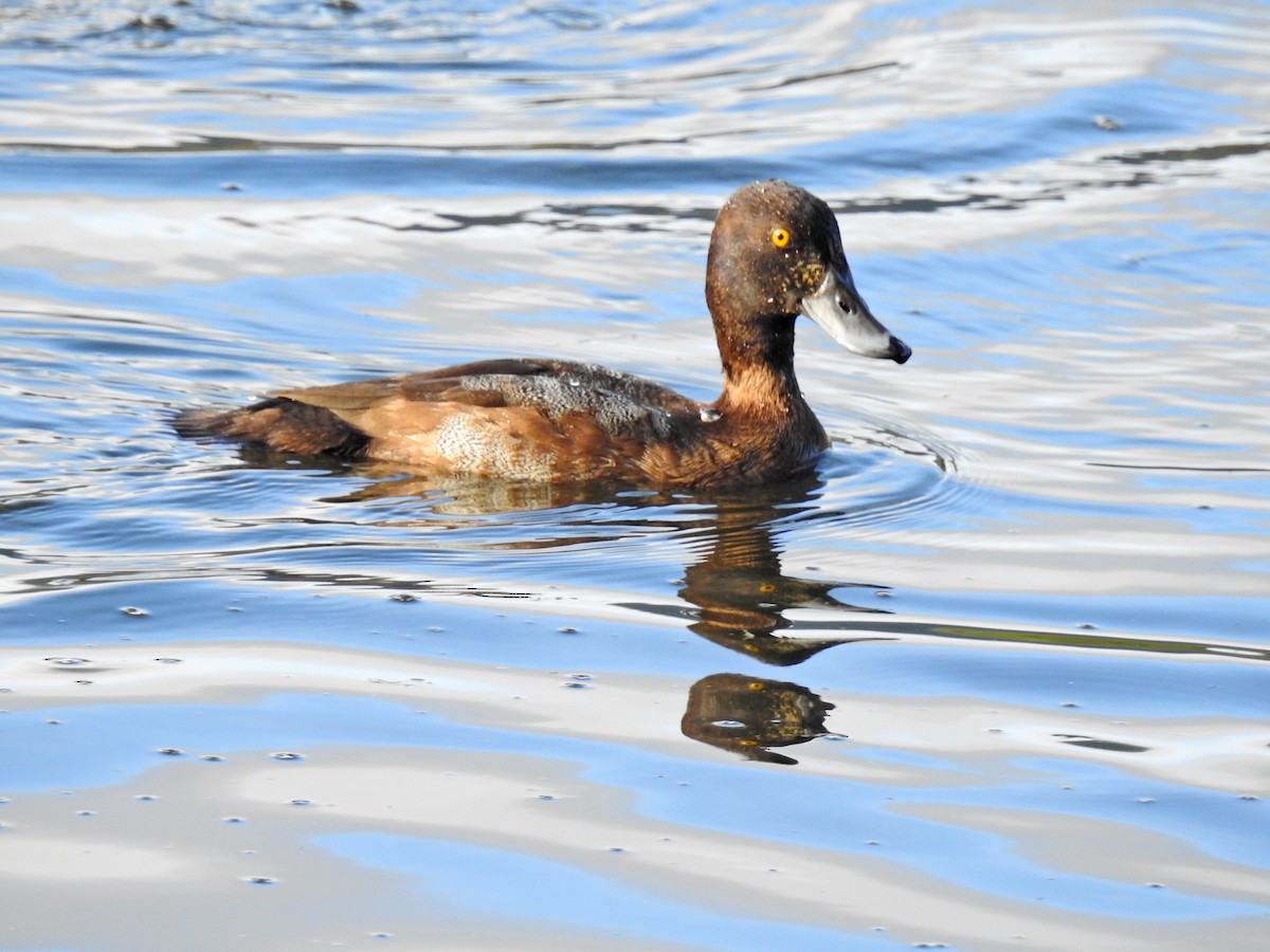 Greater Scaup - ML507077741