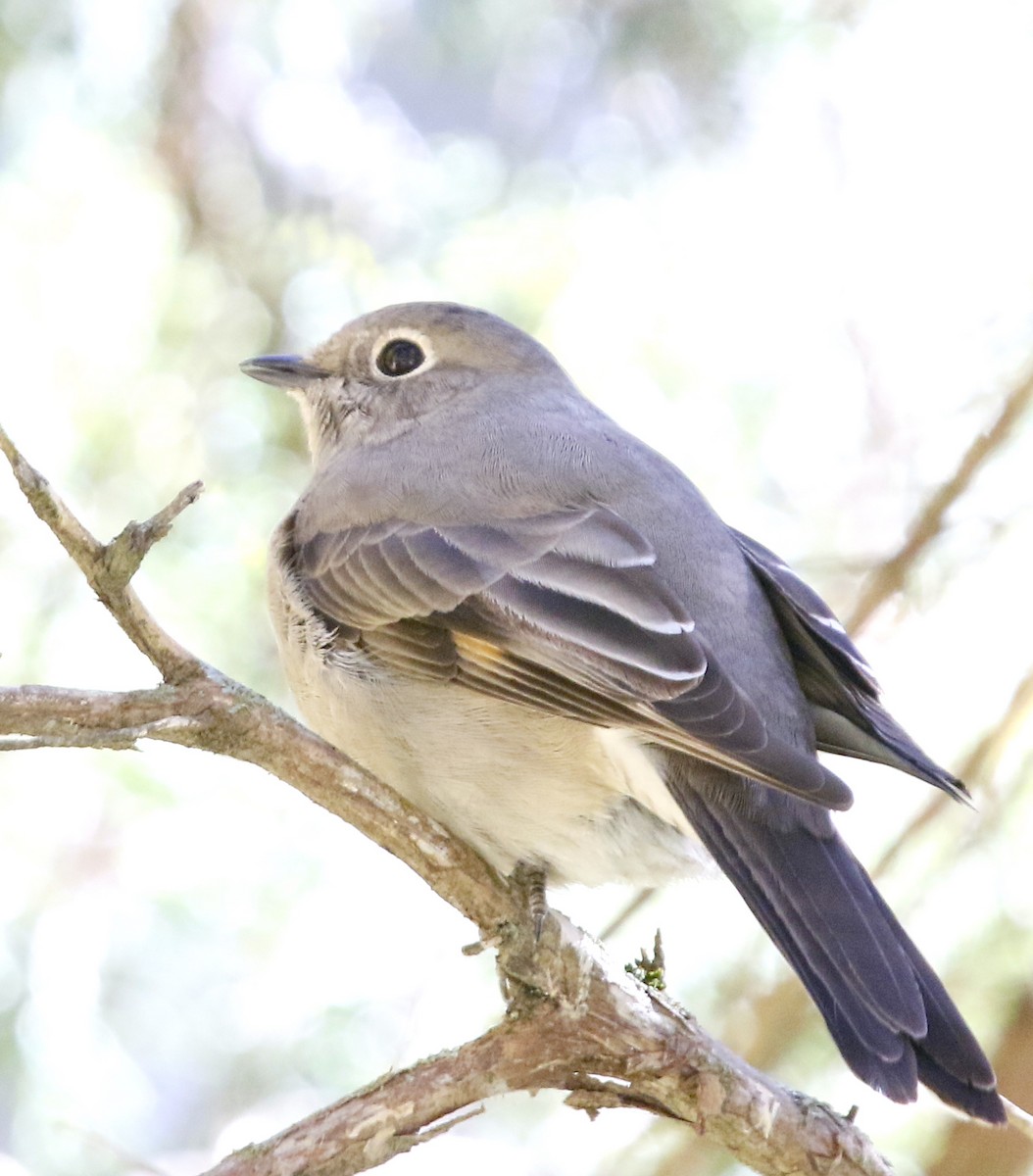 Townsend's Solitaire - ML507078561