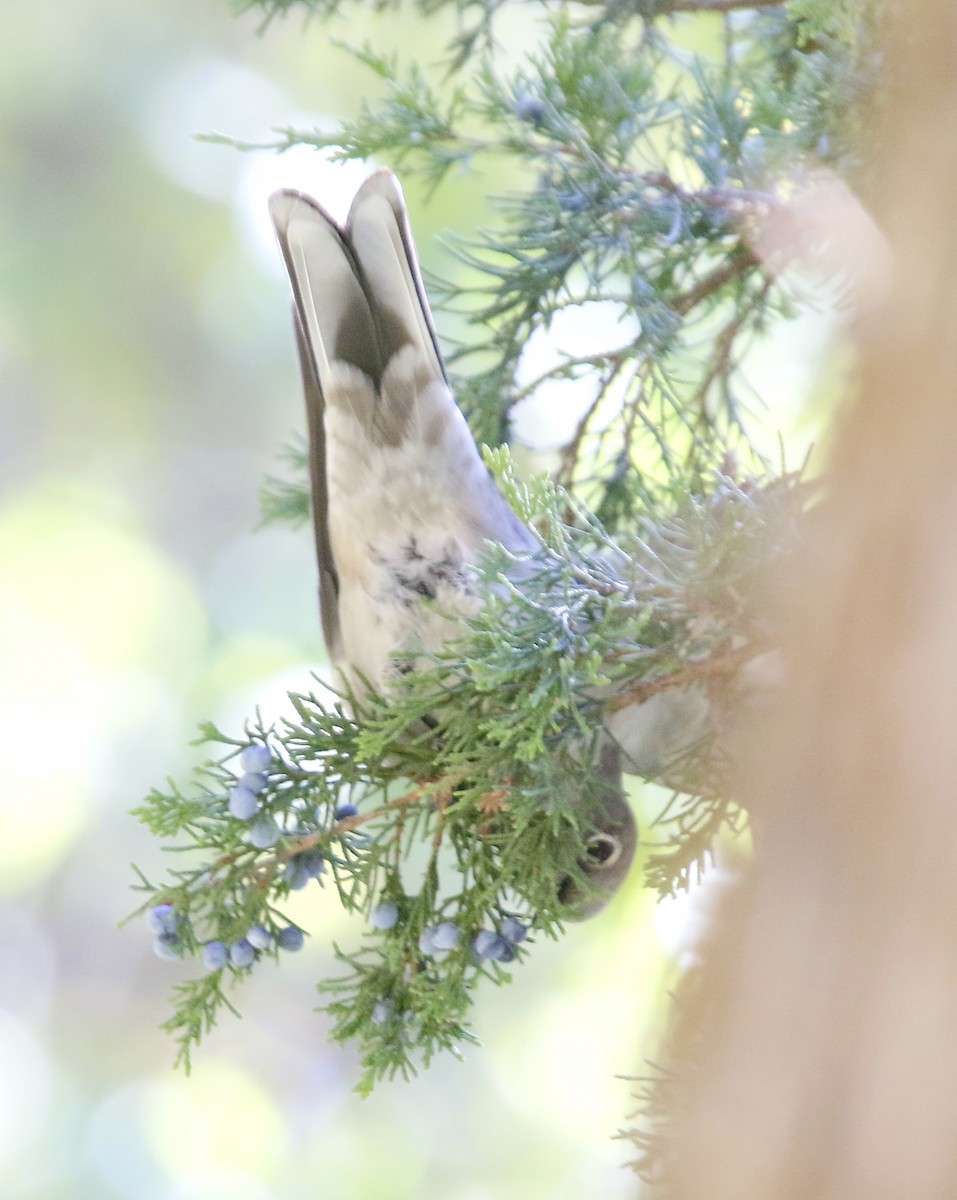 Townsend's Solitaire - ML507078571