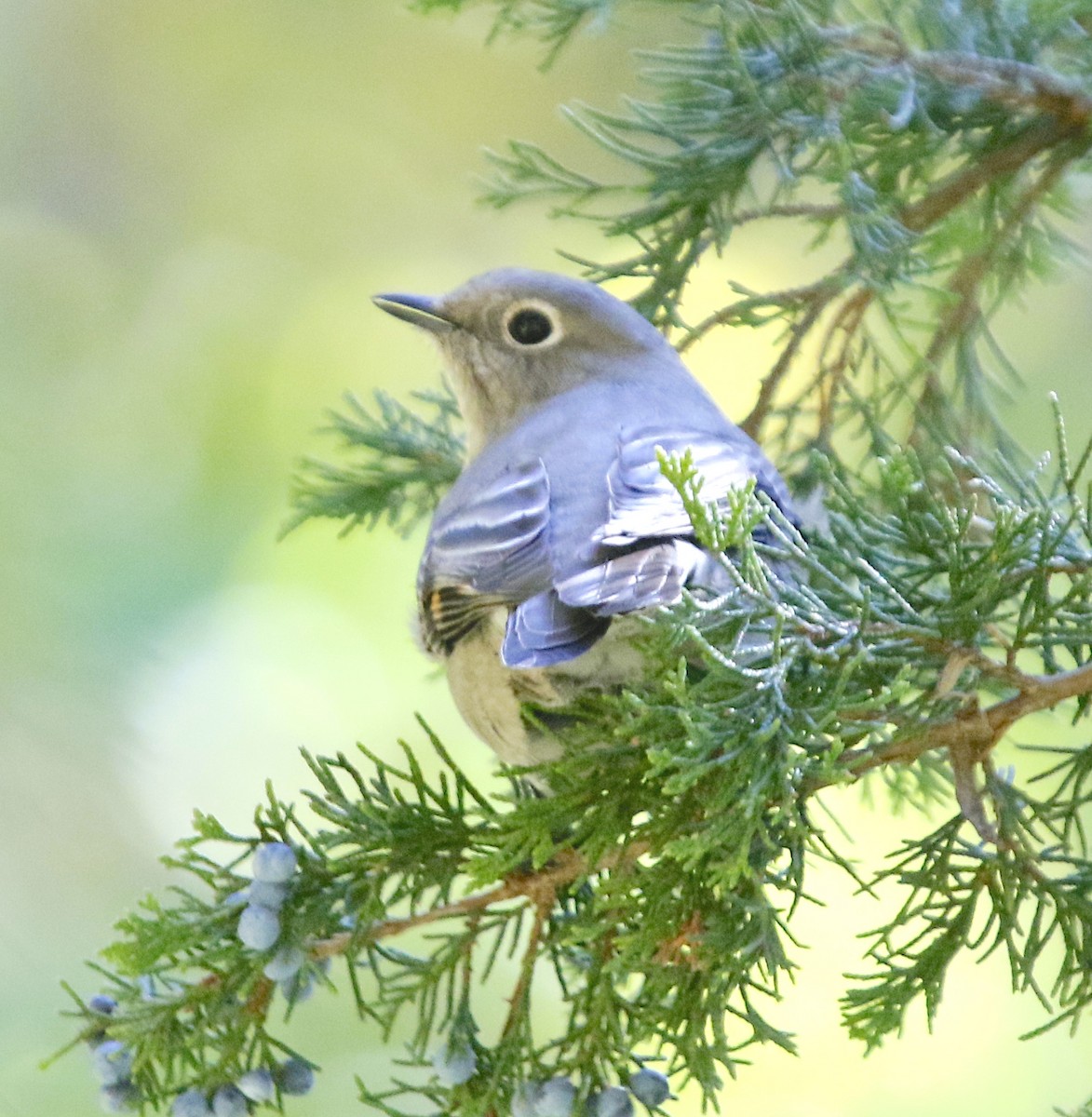 Townsend's Solitaire - ML507078581