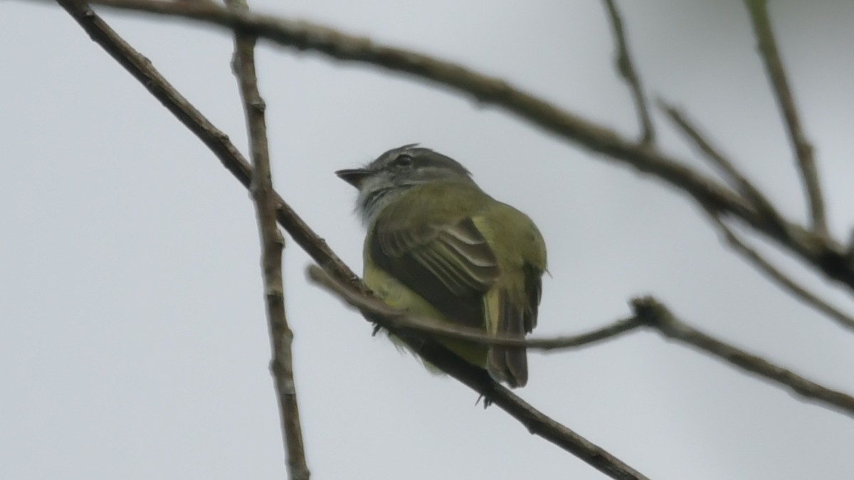 Sooty-headed Tyrannulet - ML507079241