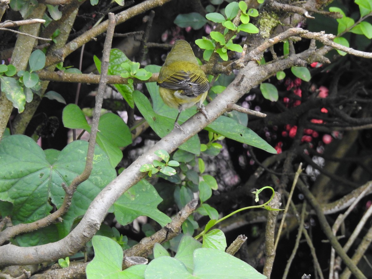 Tennessee Warbler - ML507079381