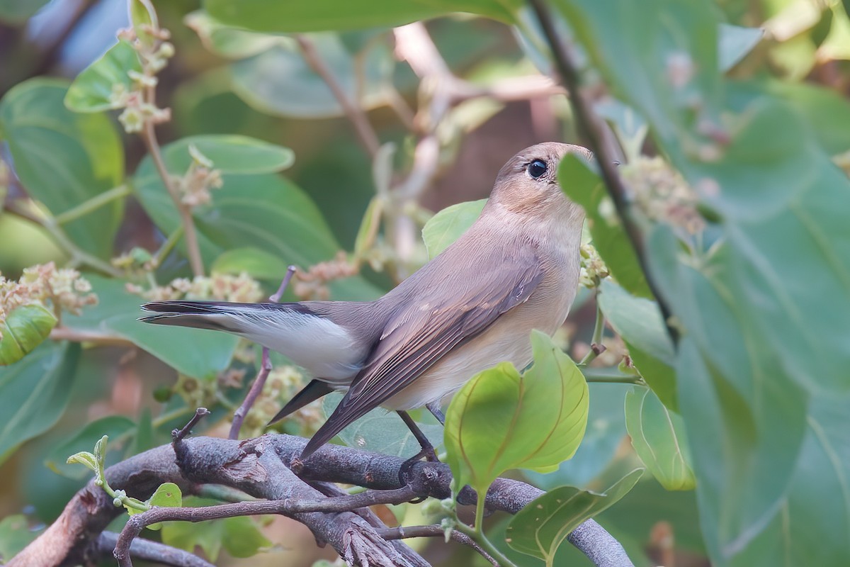 Red-breasted Flycatcher - ML507080401