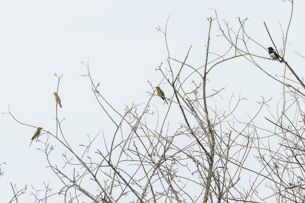 Asian Green Bee-eater - Wich’yanan Limparungpatthanakij
