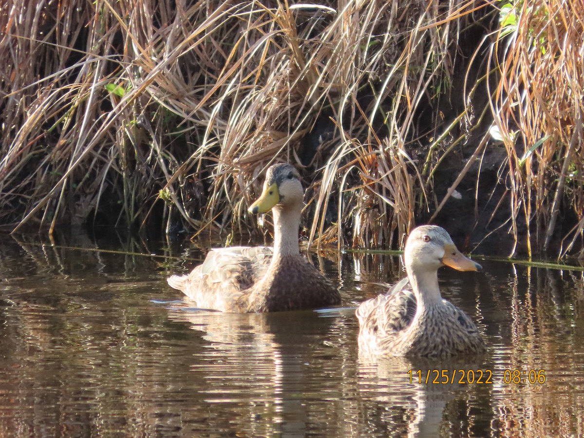 Mottled Duck - ML507081121