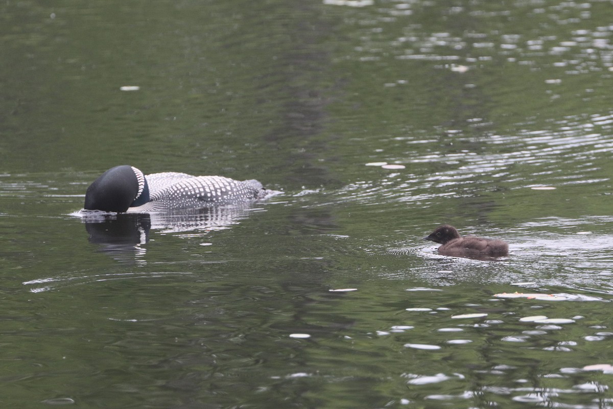 Common Loon - ML507082551