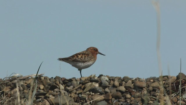 Spoon-billed Sandpiper - ML507082591