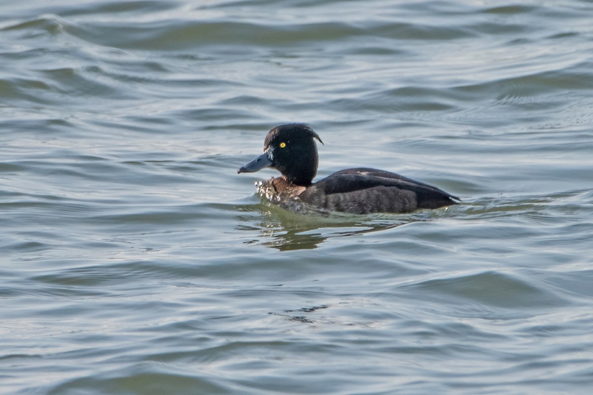 Tufted Duck - Sue Barth